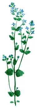 Veronica teucrium