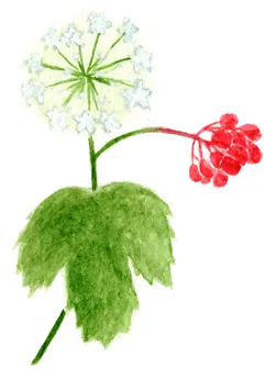 Viburnum opulus