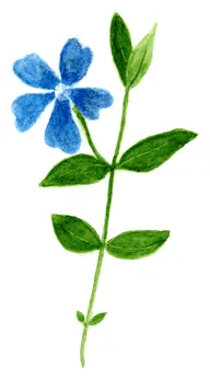 Vinca minor