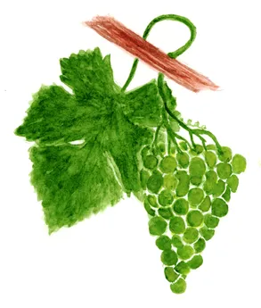 Vitis vinifera