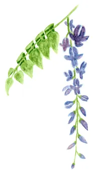 Wisteria sinensis