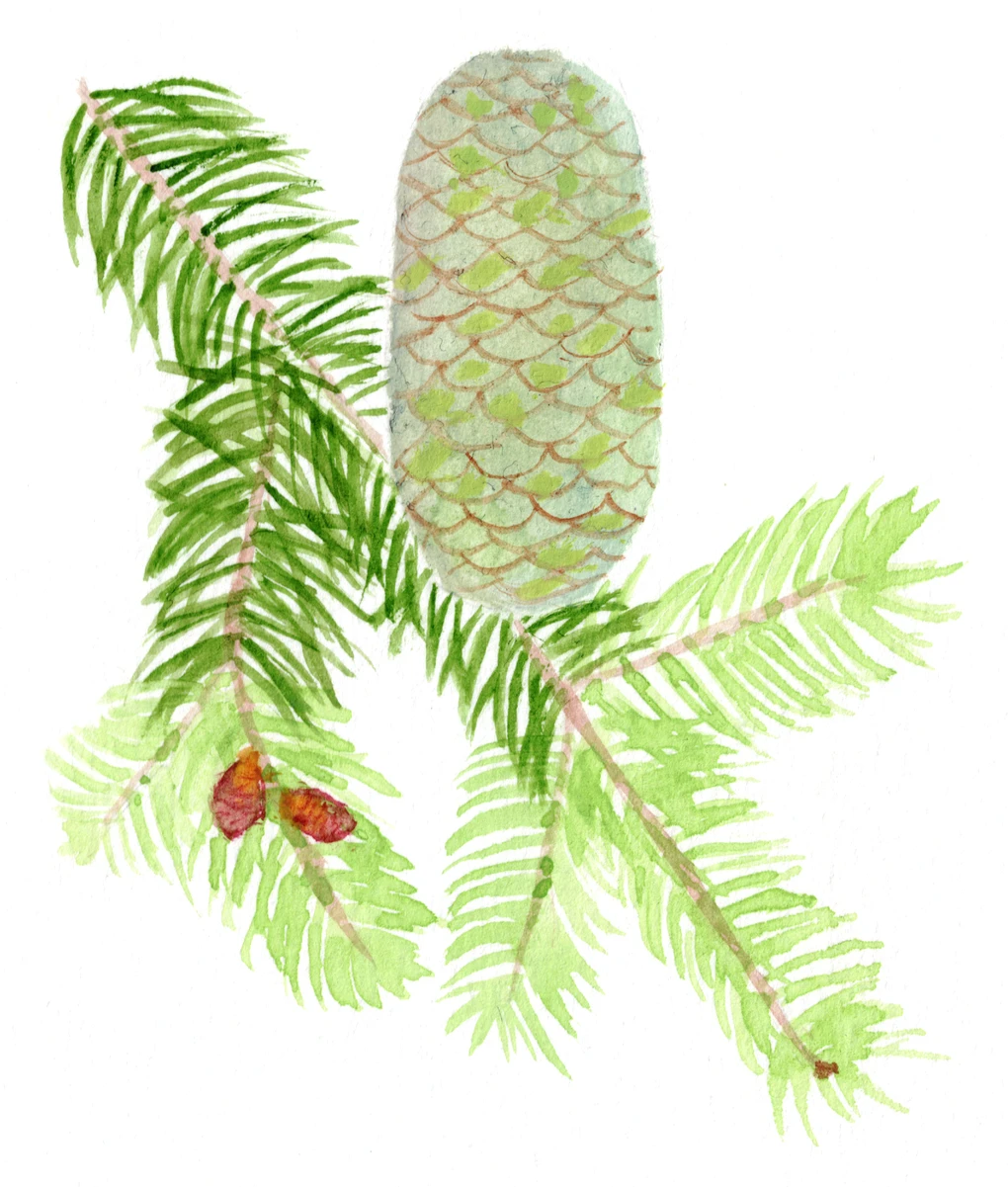 Abies nordmanniana