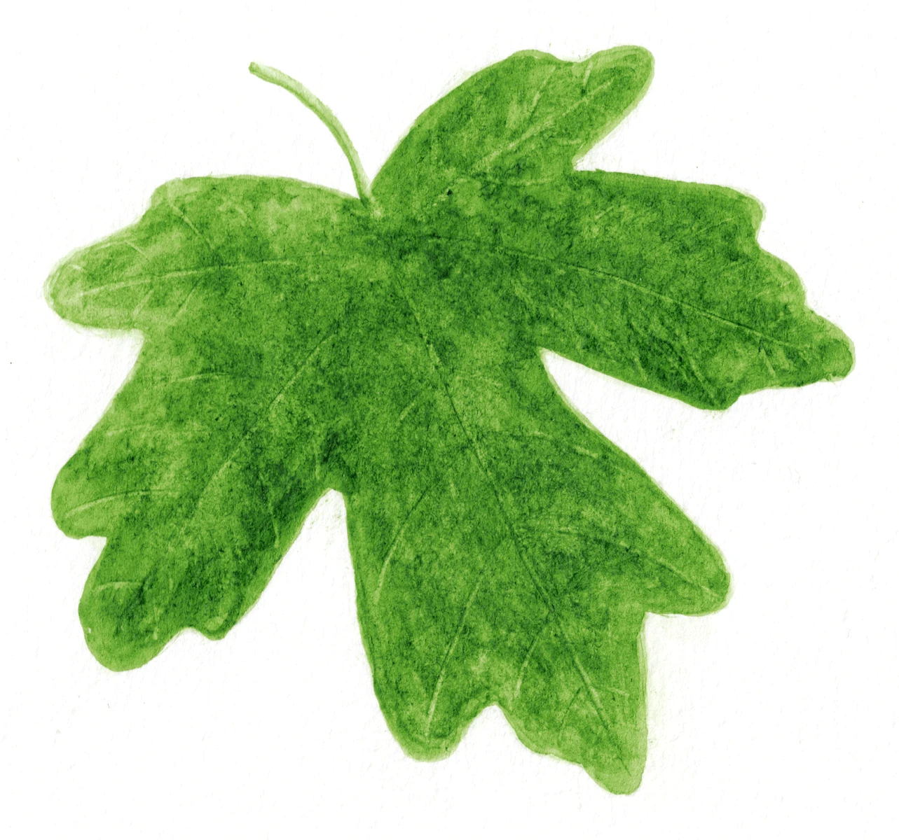 Acer campestre