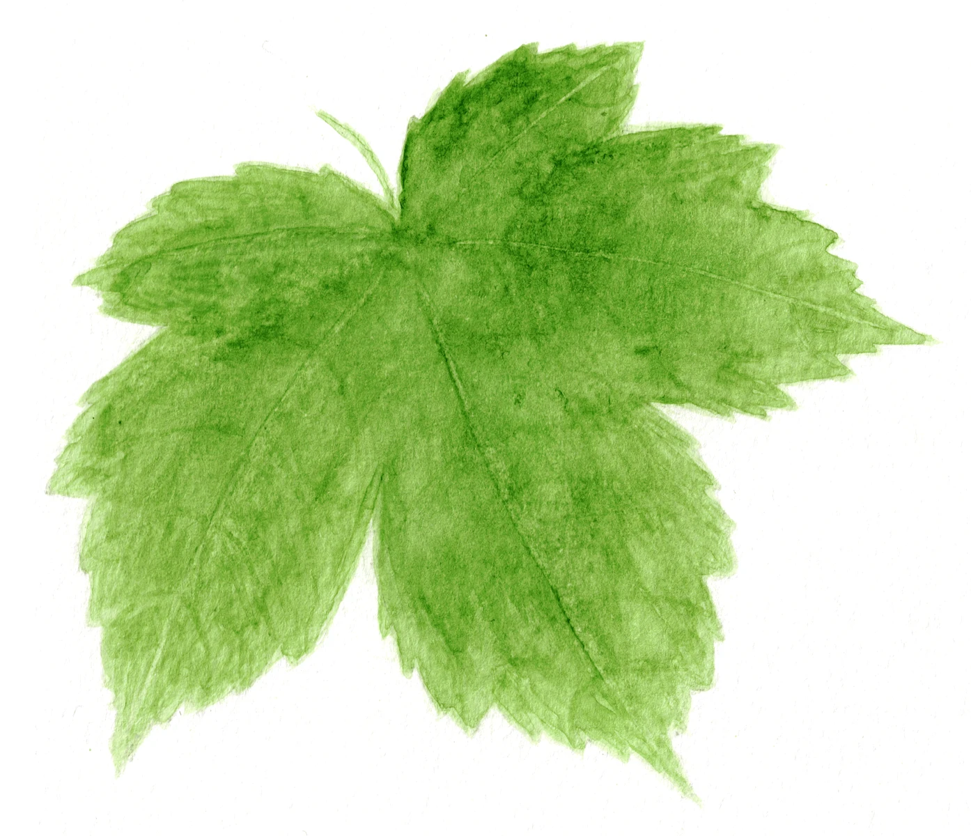 Acer pseudoplatanus