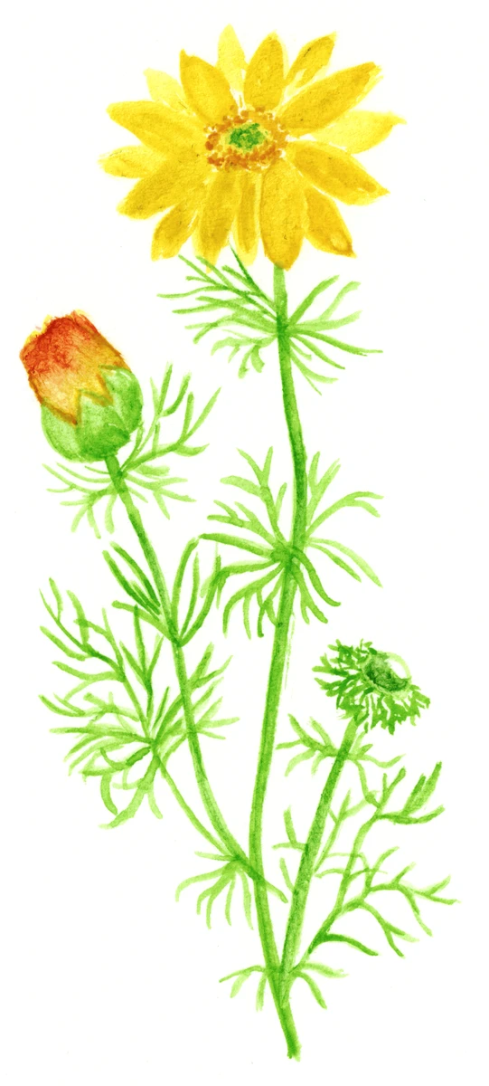 Adonis vernalis