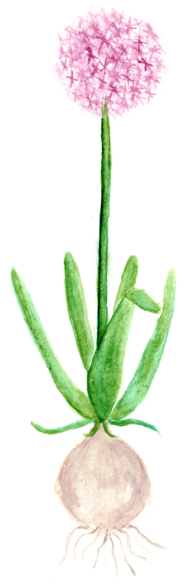 Allium christophii