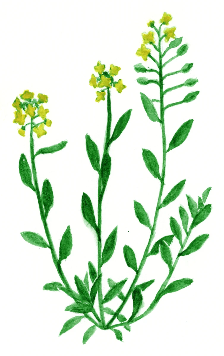 Alyssum montanum ssp.&nbsp;montanum
