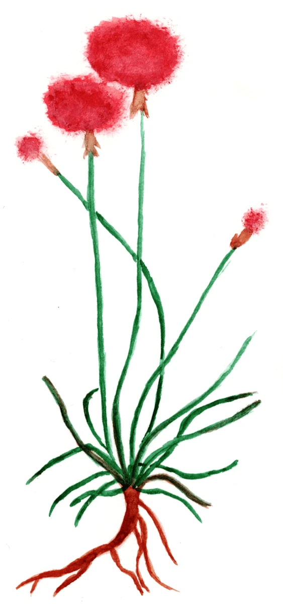 Armeria maritima
