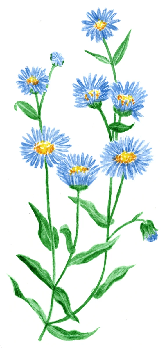 Aster amellus