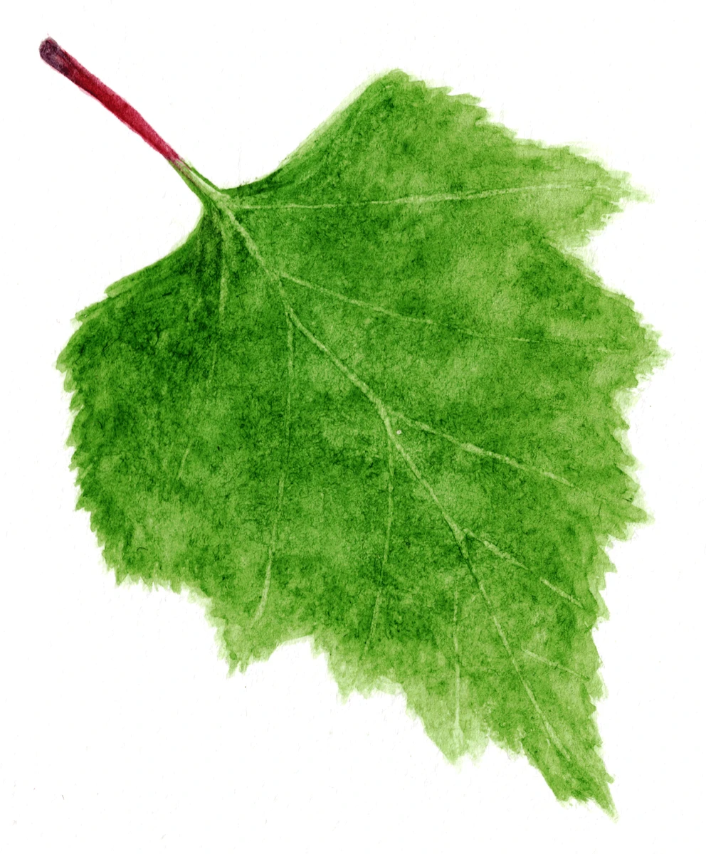 Betula pendula