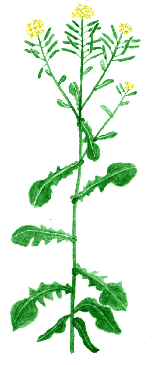 Brassica napus