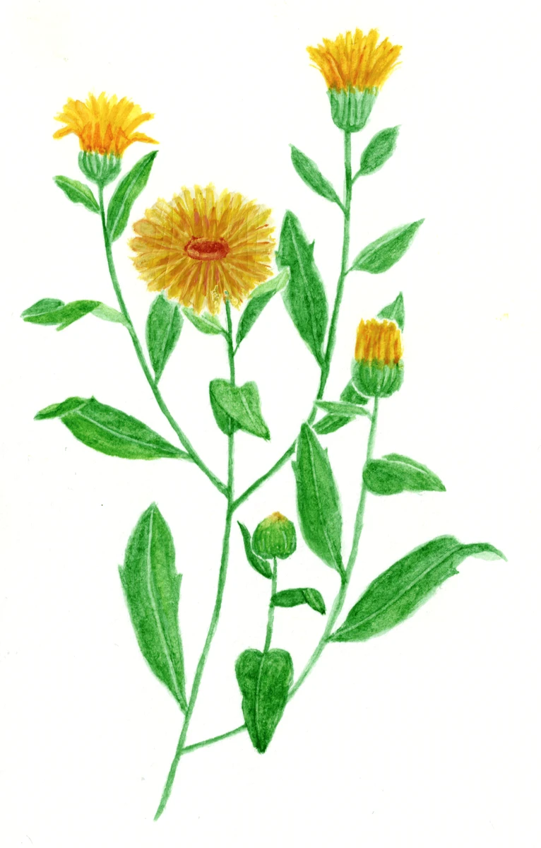 Calendula officinalis