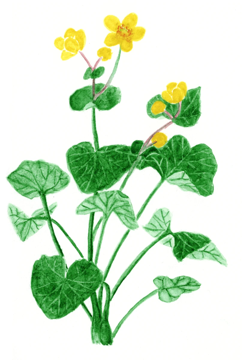 Caltha palustris