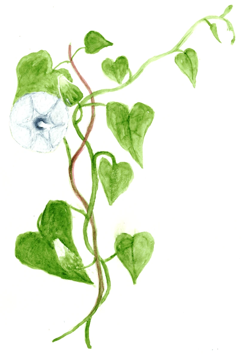 Calystegia sepium