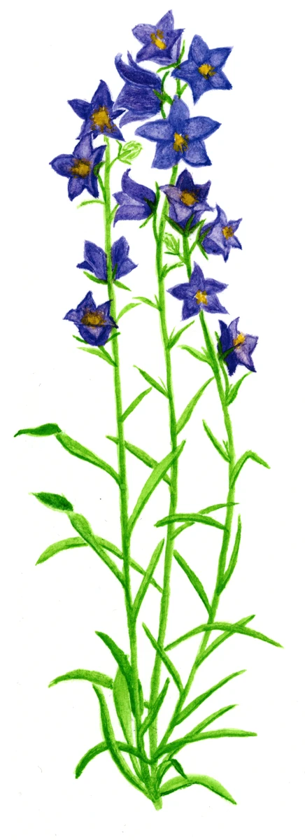 Campanula persicifolia