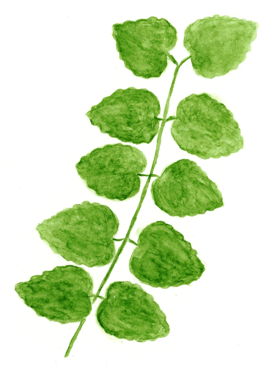 Cercidiphyllum japonicum