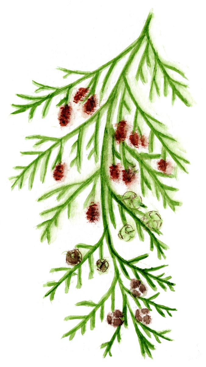 Chamaecyparis lawsoniana