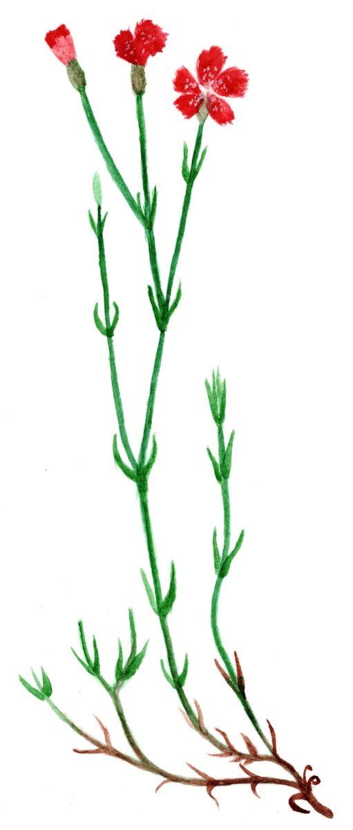 Dianthus deltoides