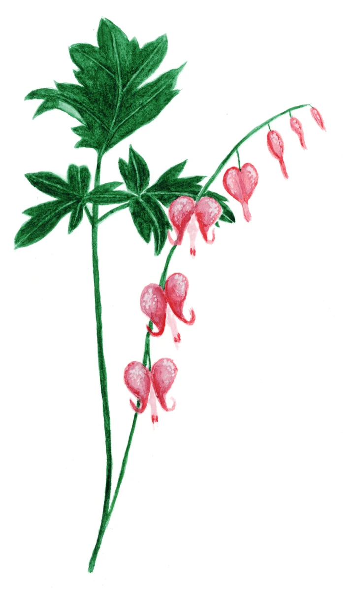 Dicentra spectabilis