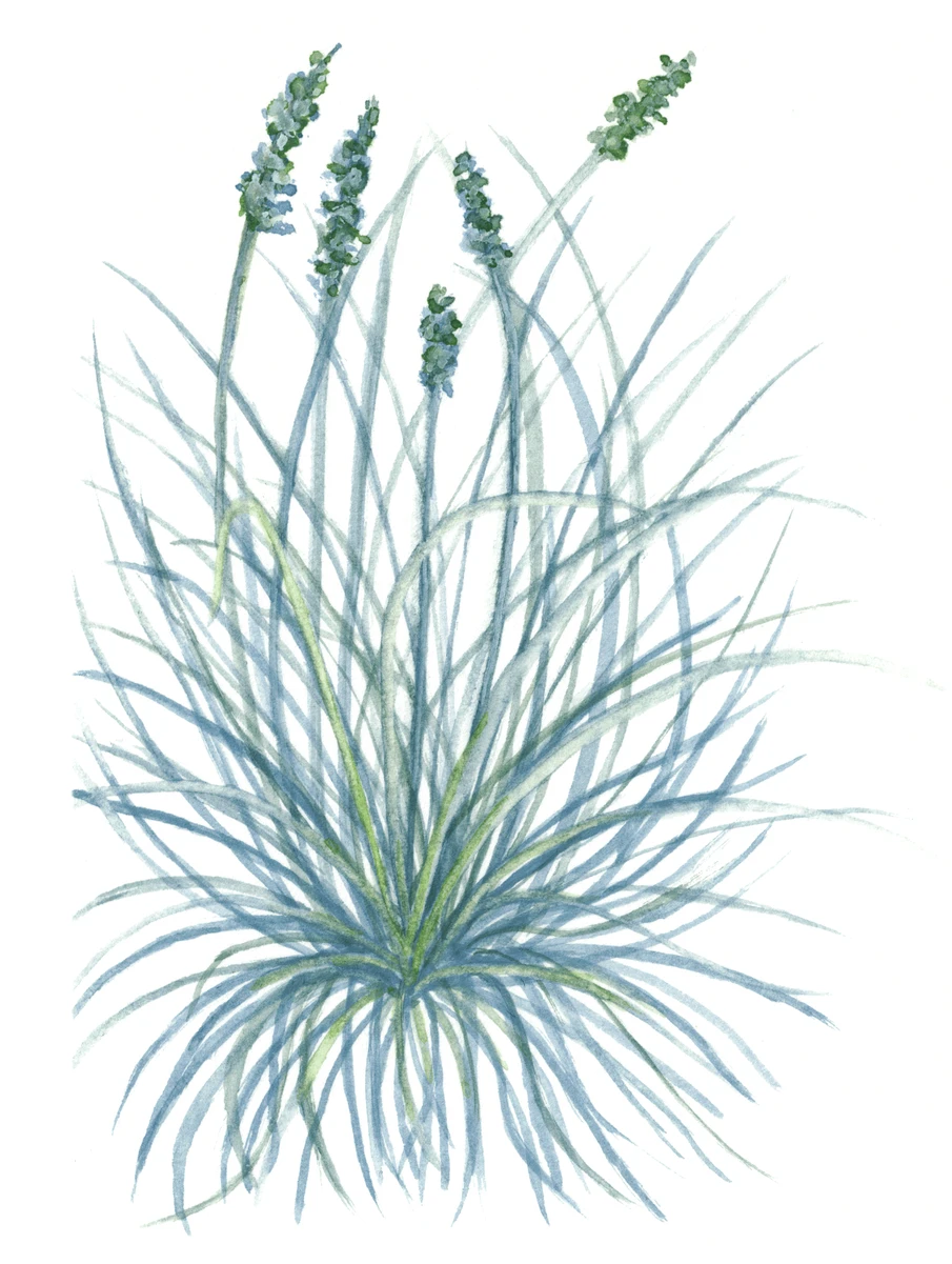 Festuca cinerea
