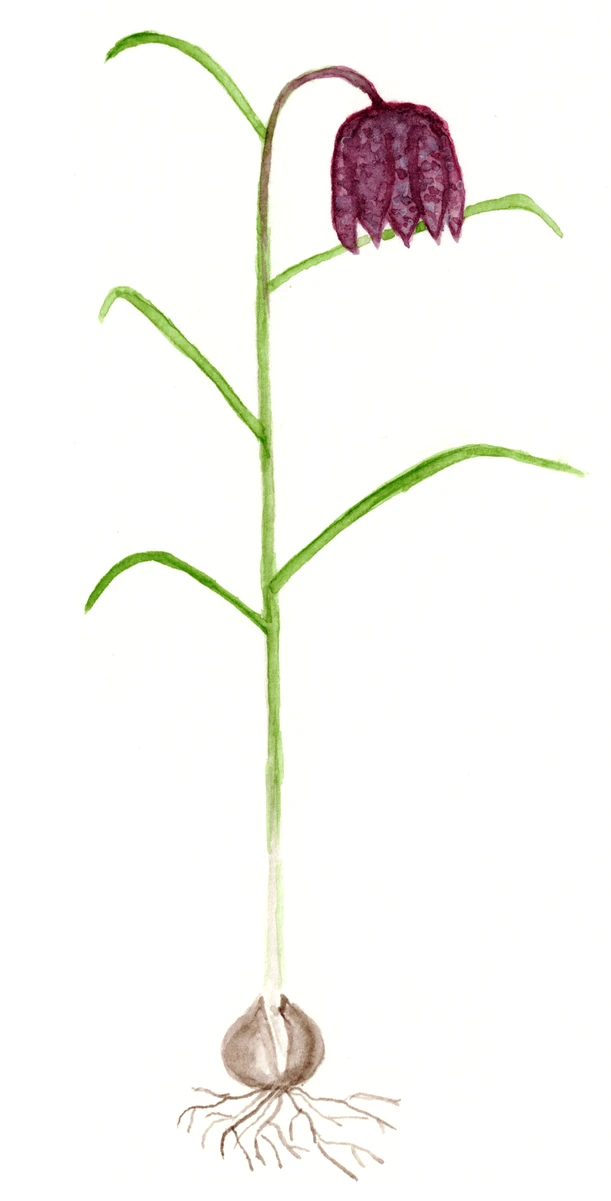 Fritillaria meleagris