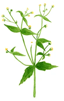 Galinsoga parviflora