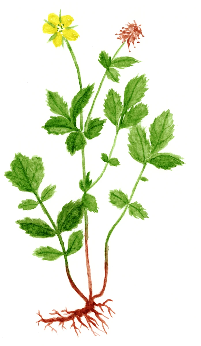 Geum urbanum