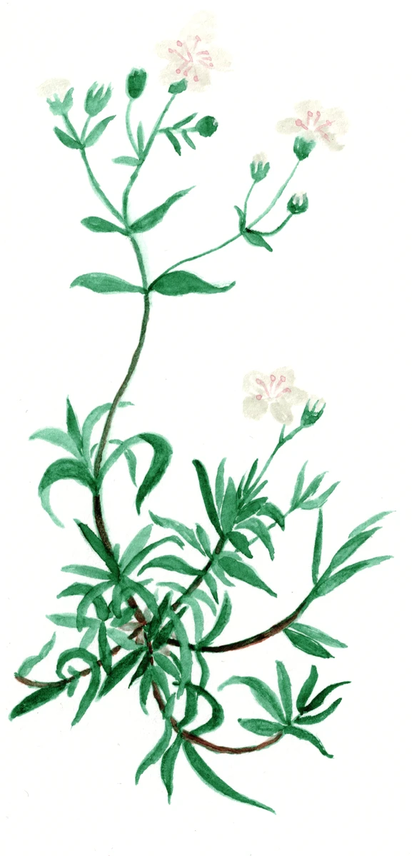 Gypsophila repens