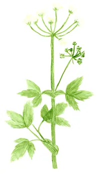 Heracleum mantegazzianum