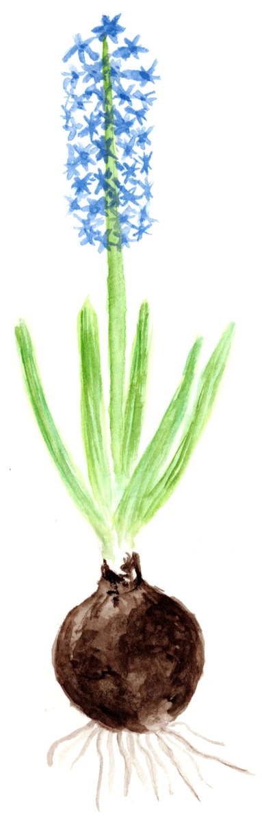 Hyacinthus orientalis