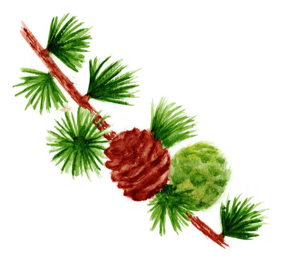Larix decidua