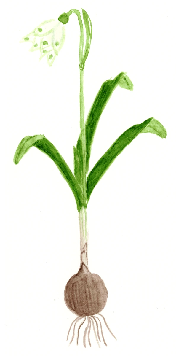 Leucojum vernum