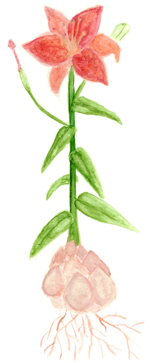 Lilium Cultivars