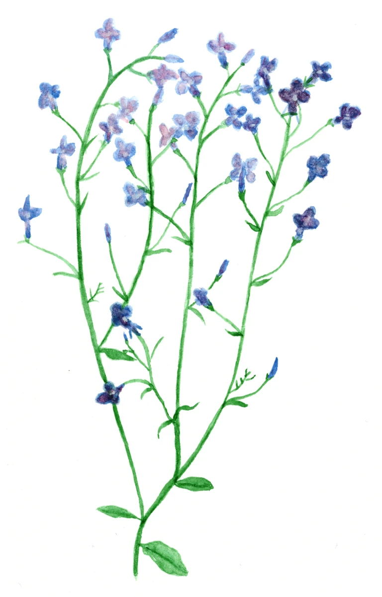 Lobelia erinus