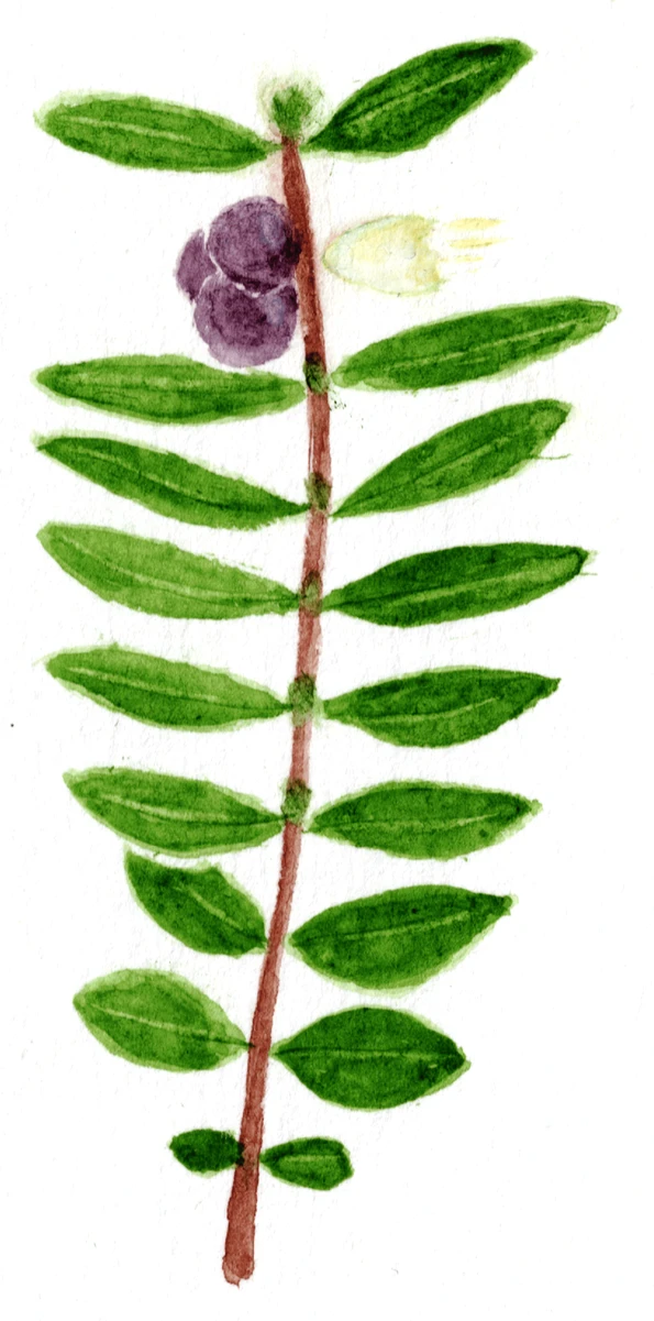 Lonicera nitida
