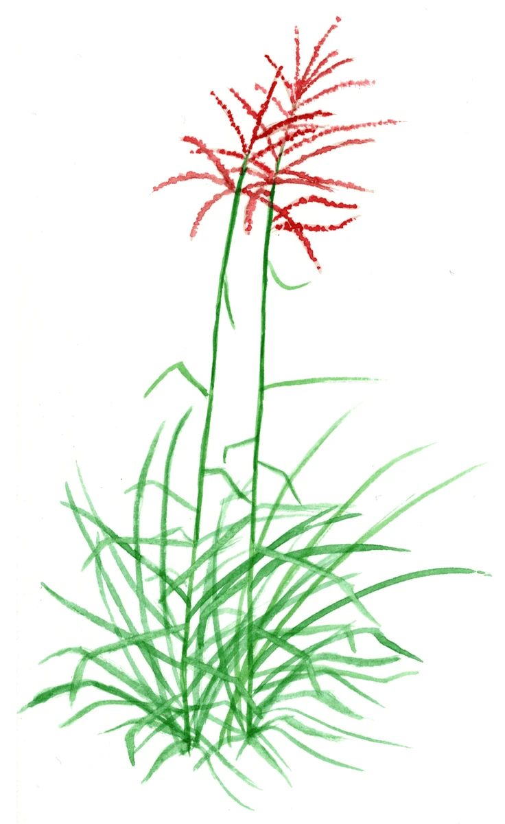 Miscanthus sinensis