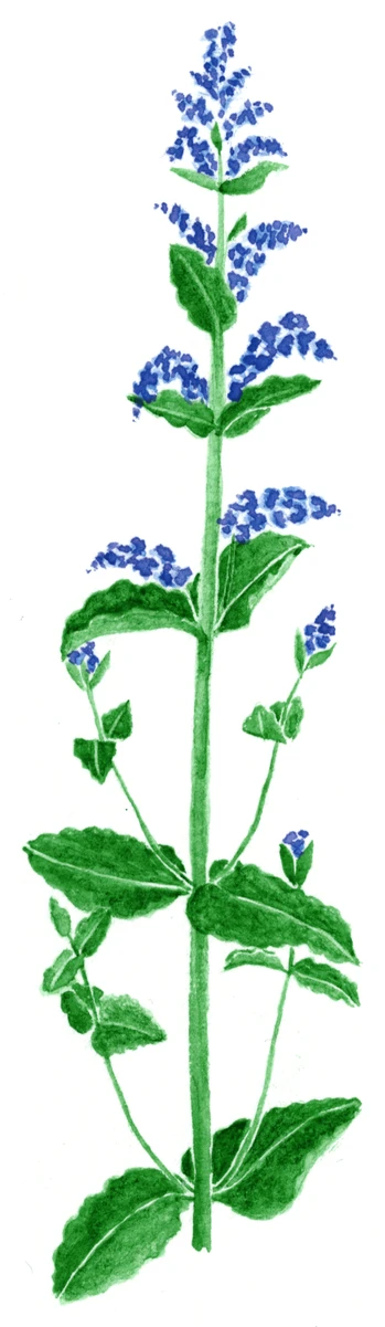 Nepeta x&nbsp;faassenii