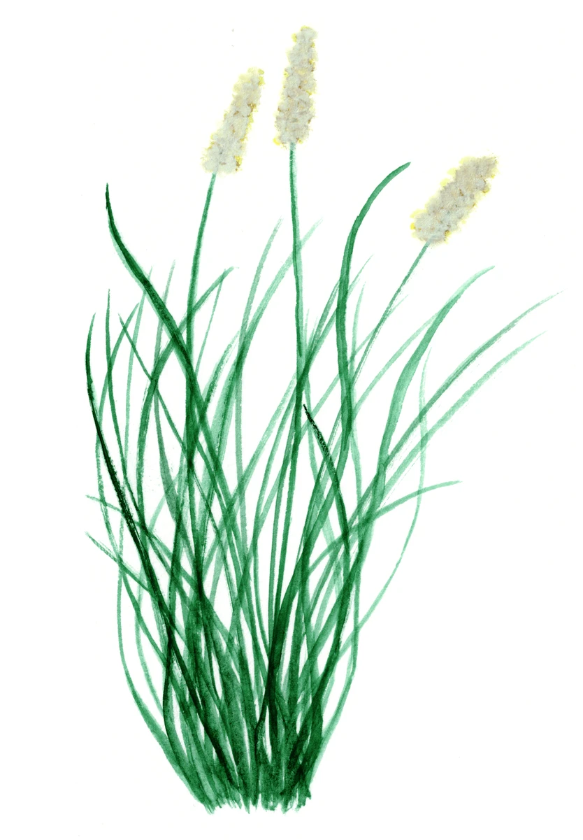 Pennisetum alopecuroides