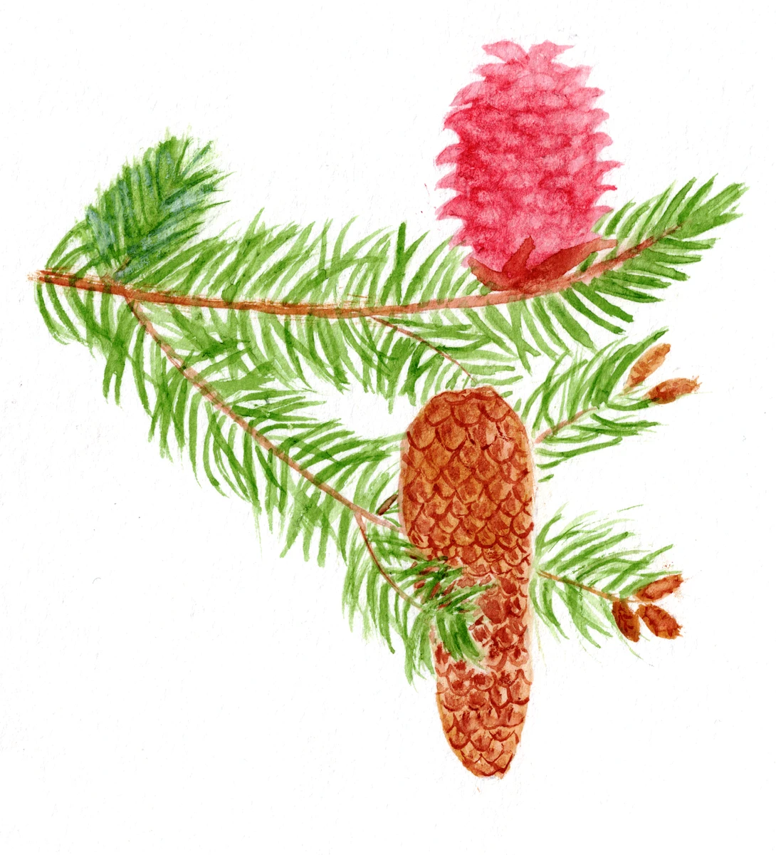 Picea abies