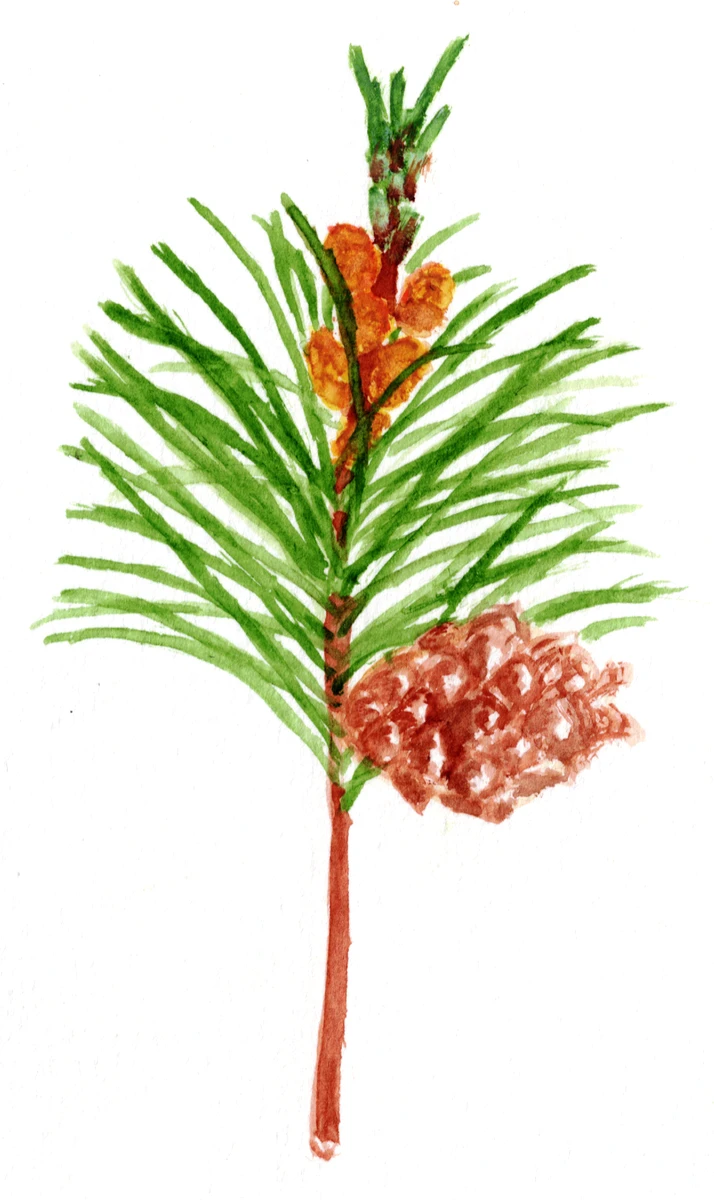 Pinus mugo ssp.&nbsp;mugo