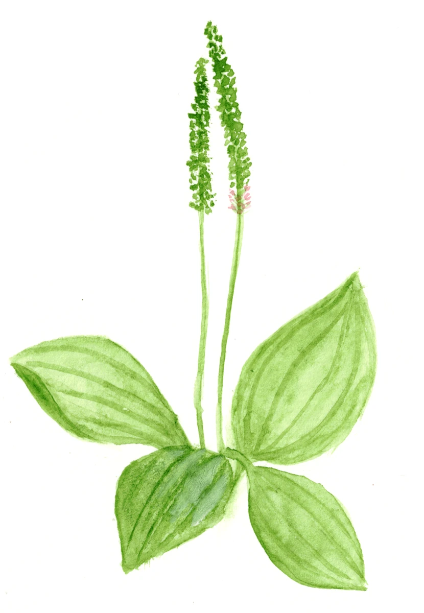 Plantago major ssp.&nbsp;major