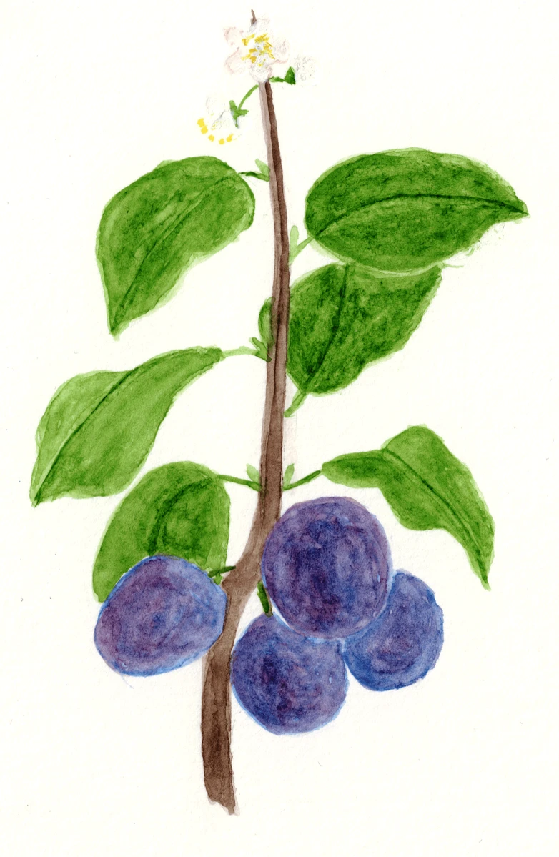 Prunus domestica