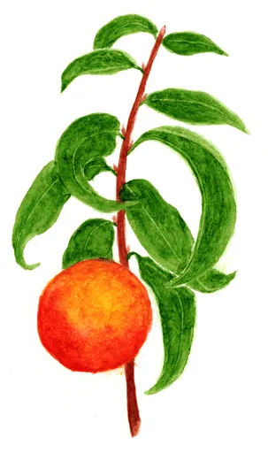 Prunus persica