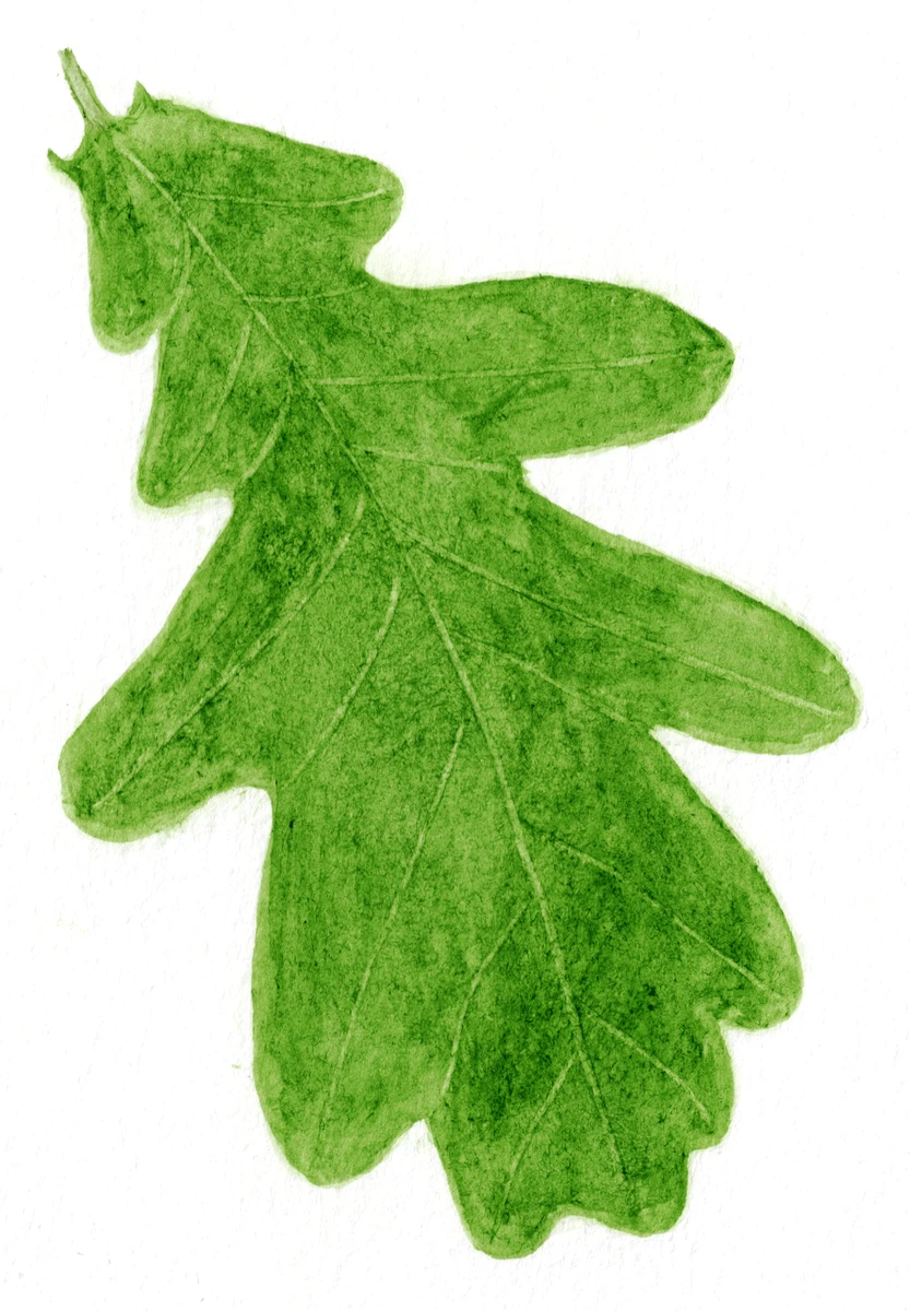 Quercus robur