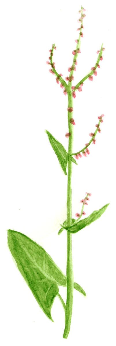 Rumex acetosa