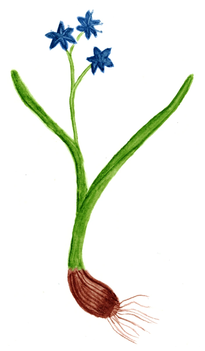 Scilla bifolia