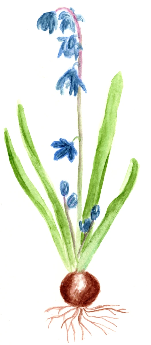 Scilla siberica