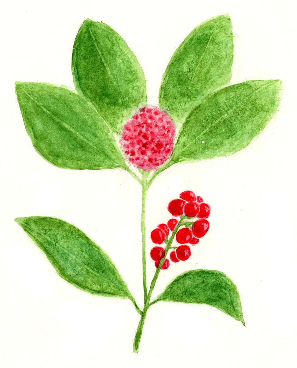 Skimmia japonica