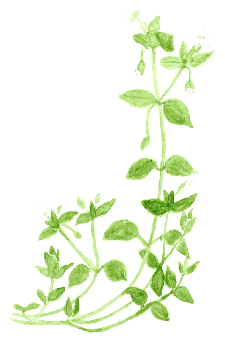 Stellaria media