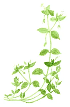 Stellaria media